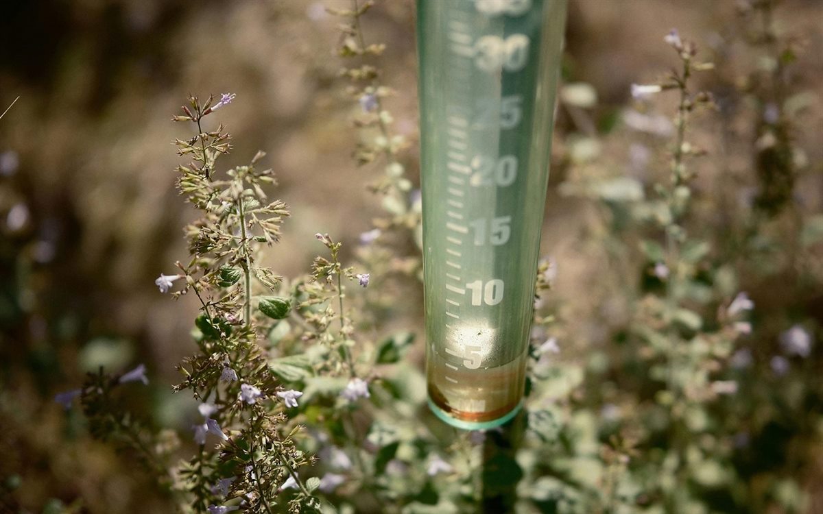 Rain gauge surrounded by garden plants after a storm