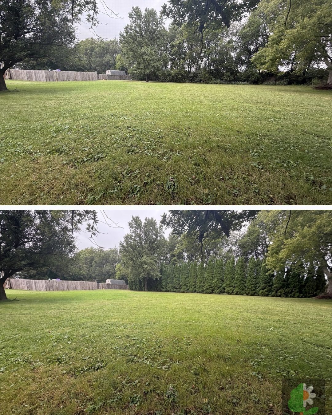 Before and after: yard remixed into Arborvitae with YardRemix AI