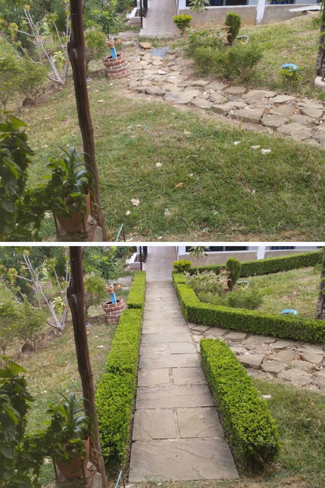 Before and after: yard remixed into Boxwood Hedges with YardRemix AI