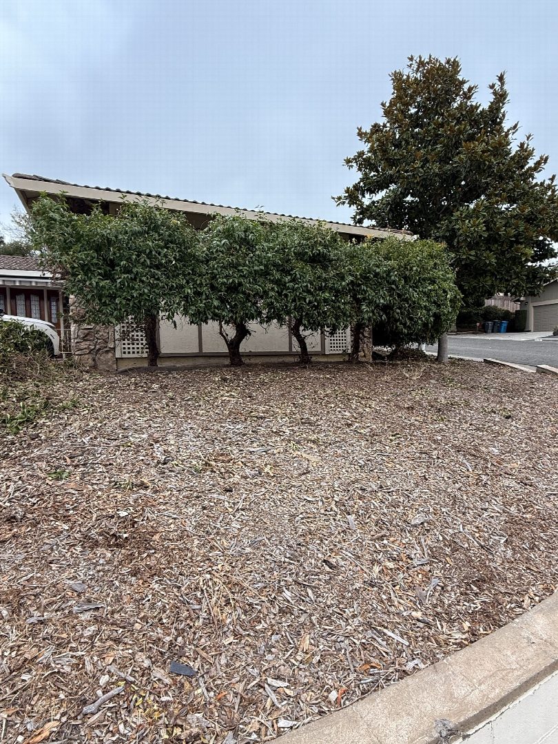 Before: the original yard photo