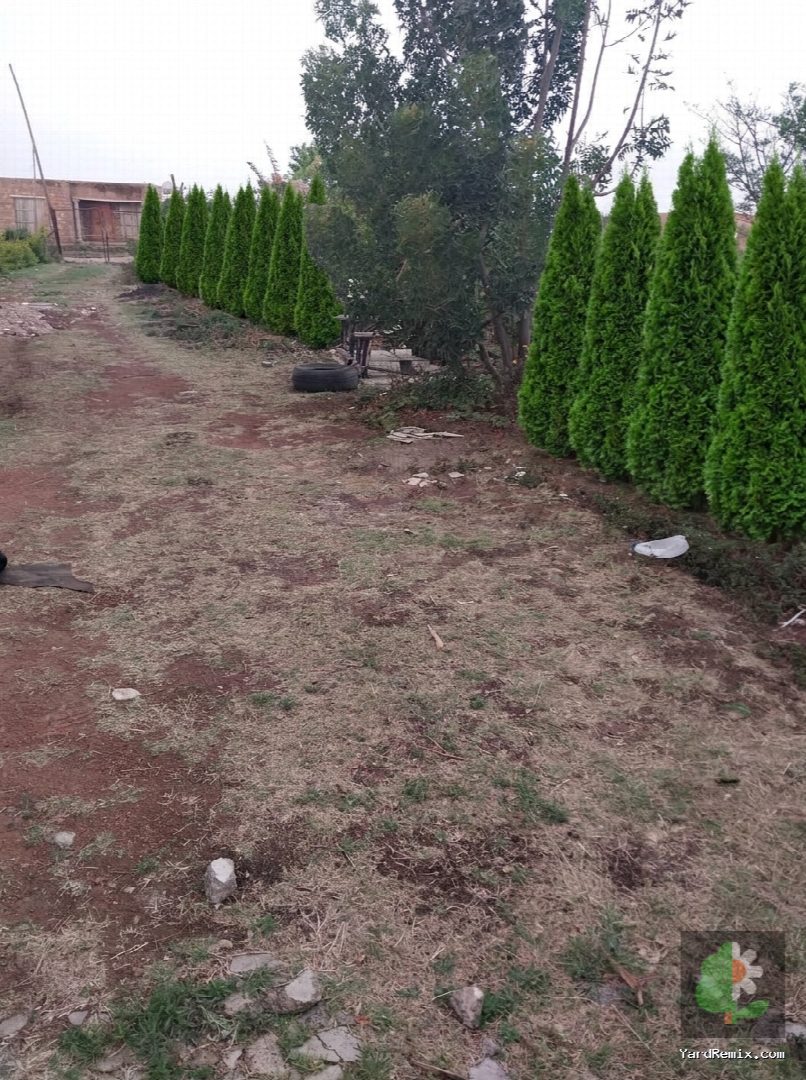 After: the yard remixed into Arborvitae by YardRemix AI