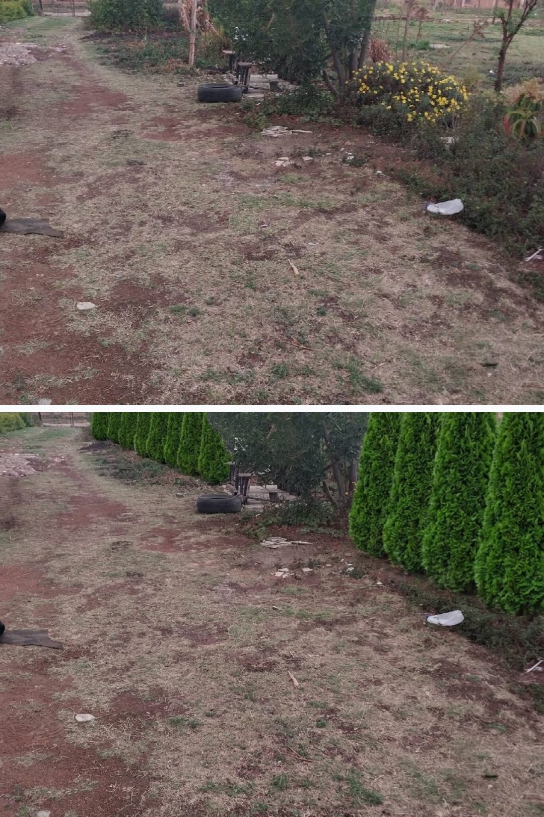 Before and after: yard remixed into Arborvitae with YardRemix AI