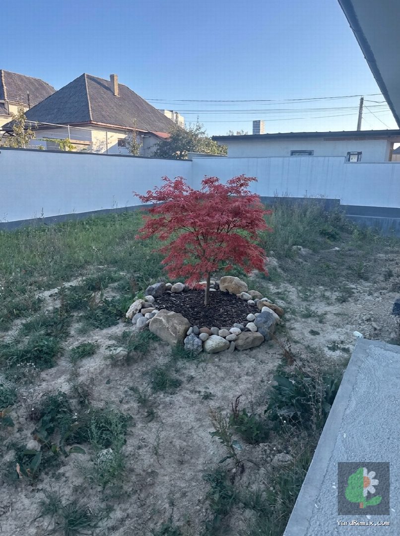After: the yard remixed into Japanese Maple by YardRemix AI