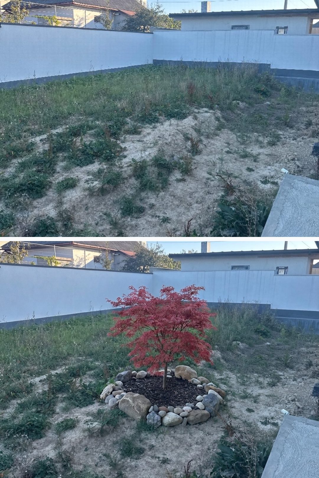Before and after: yard remixed into Japanese Maple with YardRemix AI