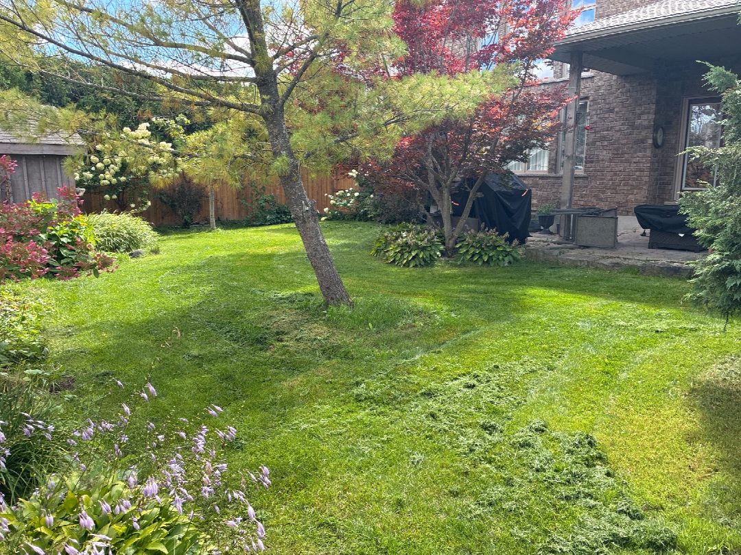 Before: the original yard photo