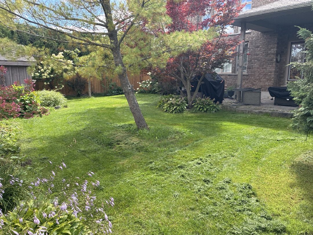 Before: the original yard photo