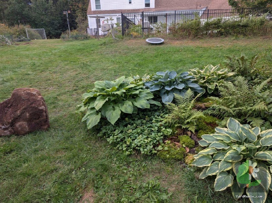 After: the yard remixed into Hostas & Ferns by YardRemix AI